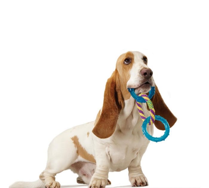 צעצוע טבעות דנטלי PET STAGES – תמונה 2